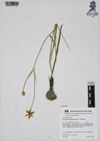 Calochortus barbatus image